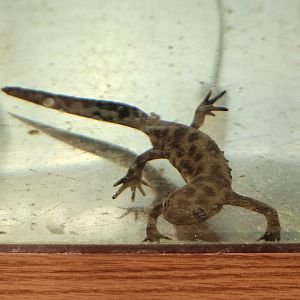 Oxbow Meadows ELC - Pleurodeles waltl