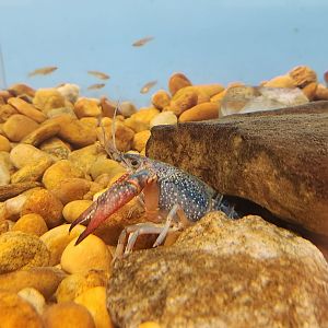 Oxbow Meadows ELC - Crayfish