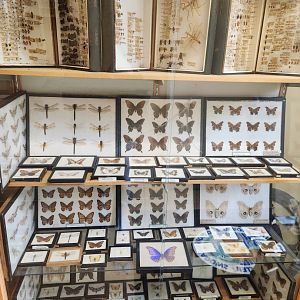 Oxbow Meadows ELC - Entomology displays