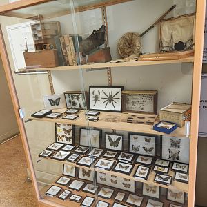 Oxbow Meadows ELC - Entomology displays 2