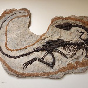 Oxbow Meadows ELC - Coelophysis fossil