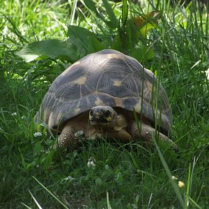 Radiated Tortoise - Zooparc de Beauval - 08/2023