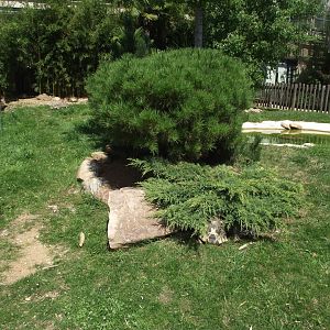 Outdoor enclosure for Radiated Tortoises - Zooparc de Beauval - 08/2023