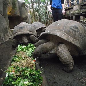Aldabra Giant Tortoises - Zooparc de Beauval - 01/2022