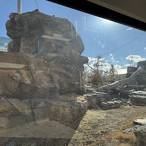 Snow leopard exhibit left side view