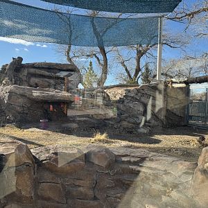 Snow leopard exhibit forward view