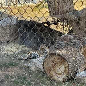 Tiger in pool rotating habitat