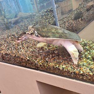 Softshell turtle ID