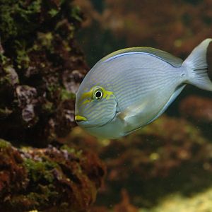 Surgeonfish ID - Zoo Děčín