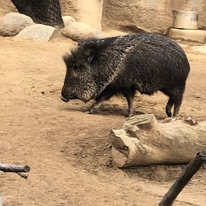 Catagonus wagneri (Chacoan Peccary)