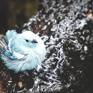 Blue-gray tanager