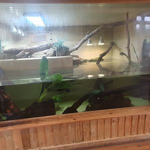 Cuvier's Dwarf Caiman and Giant South American river turtle enclosure