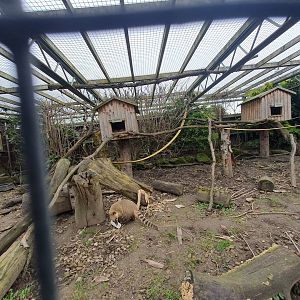 Ring tailed coati enclosure