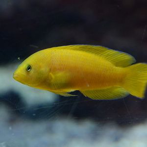 Yellow dottyback (Pseudochromis fuscus)