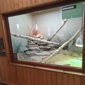 Pancake Tortoise/Moroccan Uromastyx enclosure