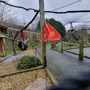 Black and white ruffed lemur and ring tailed lemur enclosure