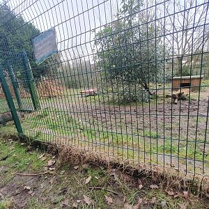 Raccoon Dog enclosure