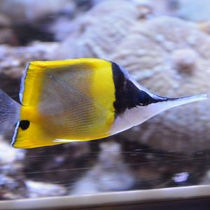 Cenderawasih longnose butterflyfish (Forcipiger wanai)