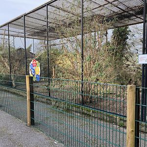 Drayton manor theme park zoo, palm cockatoos