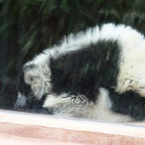 Black and white ruffed lemur (Varecia variegata variegata), 2023-05-16