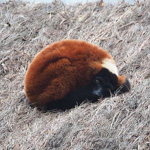 Red ruffed lemur (Varecia rubra), 2023-05-15