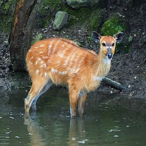 Western sitatunga (Tragelaphus spekii gratus), 2023-05-15