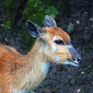 Western sitatunga (Tragelaphus spekii gratus), 2023-05-15
