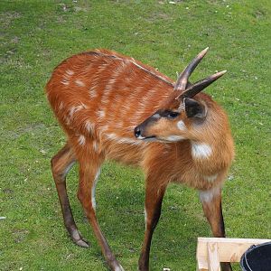 Western sitatunga (Tragelaphus spekii gratus), 2023-05-16