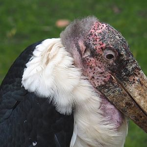 Marabou (Leptoptilos crumenifer), 2023-05-15