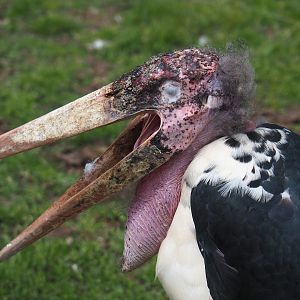 Marabou (Leptoptilos crumenifer), 2023-05-16