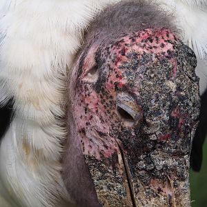 Marabou (Leptoptilos crumenifer), 2023-05-16