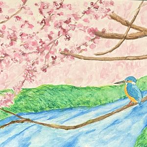 Common Kingfisher (Alcedo atthis)