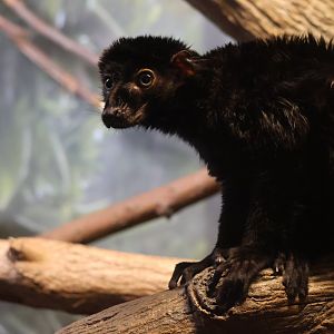 Blue Eyed Black Lemur
