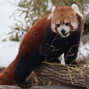 Red Panda