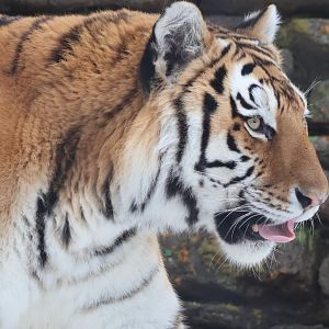Isabella the tiger