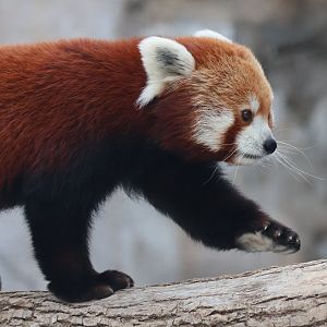 Red Panda