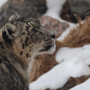 Snow Leopard