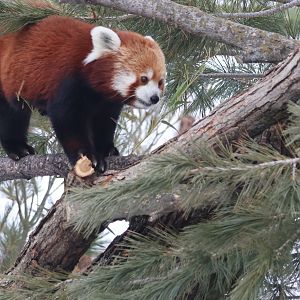 Red Panda