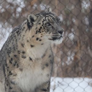 Snow Leopard