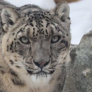 Snow Leopard