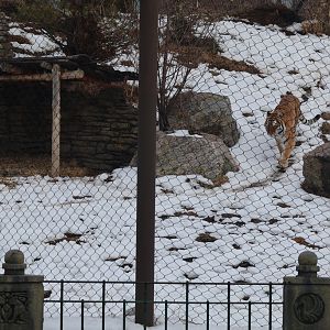 Amur Tiger exhibit