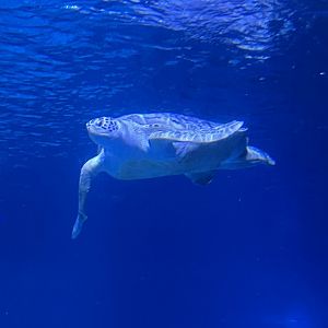 Stitches the green sea turtle