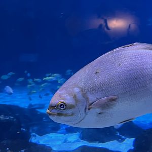 Unsigned Bermuda chub