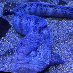Wolf eel(actually saw its face for once!)