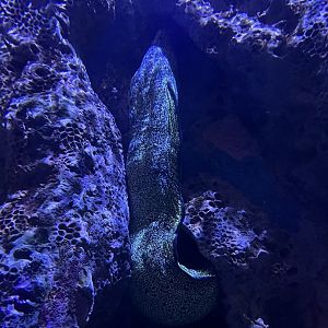 Spotted moray
