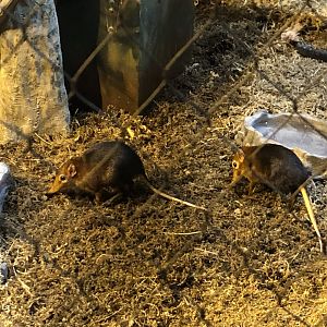 Black and Rofous Giant Elephant Shrews