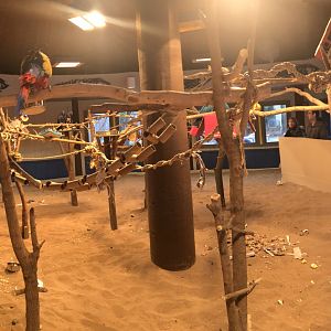 Macaws Indoor Exhibit