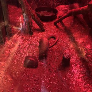 African White Bellied Pangolin