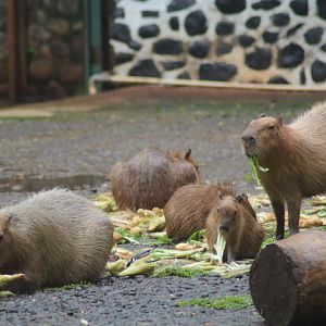 Capybara (Hydrochoerus hydrochaeris)