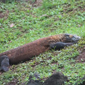 Komodo dragon (Varanus komodoensis)